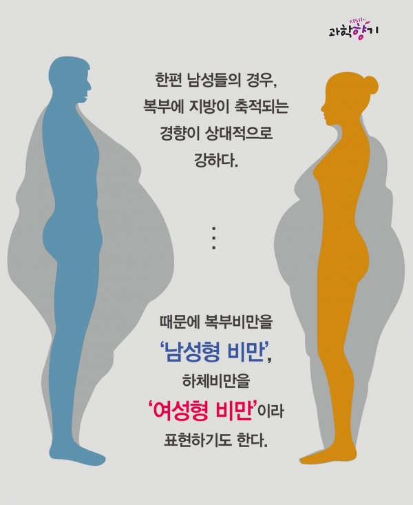 [Kisti의 과학향기] 다이어트는 괴로워: 얼굴살 빠지고, 허벅지 찌는 이유