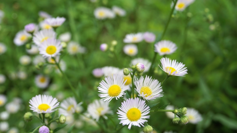개망초는 햇빛을 받으면 잎을 열고 해가 지면 잎을 닫는데 활짝 핀 모습이 계란 프라이 같다고 해서 흔히 ‘계란꽃’으로 불린다.