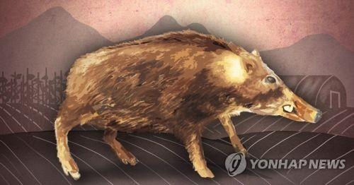 멧돼지 사냥 나선 60대, 멧돼지 공격으로 숨져 < 사건/사고 < 사회 < 기사본문 - 금강일보