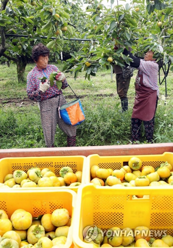 태추단감, 맛있는 단감 고르는 방법부터 보관방법까지 관심집중