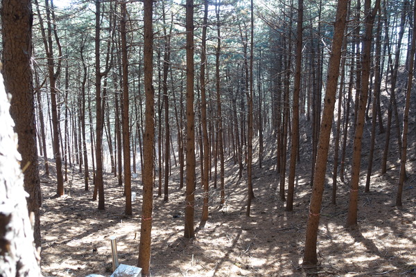 침엽수 인공림 숲가꾸기 전 모습(하층식생 생육없음). 산림청 제공