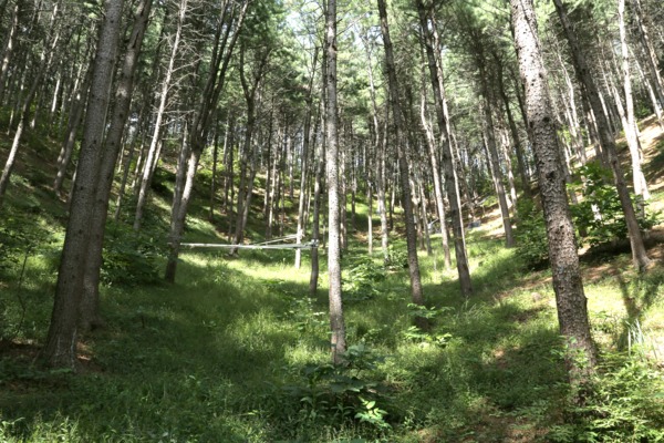 침엽수 인공림 숲가꾸기 후 모습(하층식생 생육왕성). 산림청 제공 
