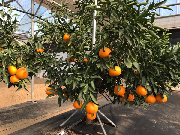 제천시 농업기술센터에서 재배 중인 천혜향. 제천시 제공