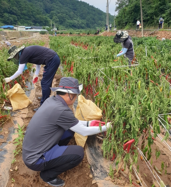 지난해 수해 피해를 입은 농가 일손돕기에 나선 군청 직원들. 단양군 제공