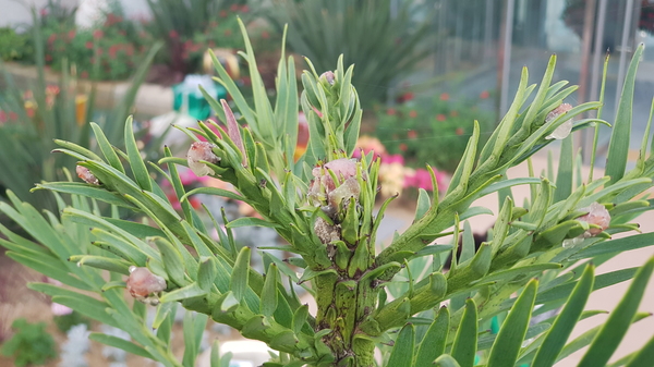 한국수목원관리원 국립세종수목원(원장 이유미)은 사계절전시온실 내 지중해온실에 식재된 울레미소나무가 지난 22일 개화했다고 밝혔다. 국립세종수목원 제공