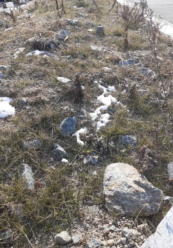 공공시설의 기본인 조경시설조차 없는데다 화단으로 조성된 곳마다 꽃나무 한그루 없는 '돌밭'이다. 앞뒤 다른 전시행정의 현주소를 잘 말해주고 있다. 서중권 기자