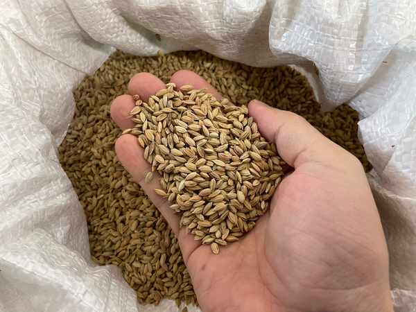 벼 종자 모습. 제천시 제공