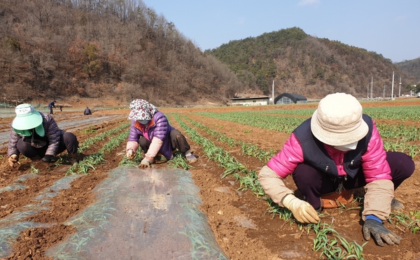 겨울 이겨내고 싹 내민 단양황토마늘