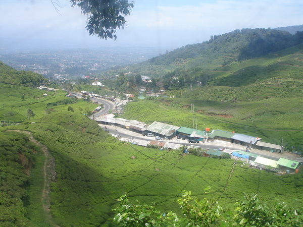 반둥 국립 차밭