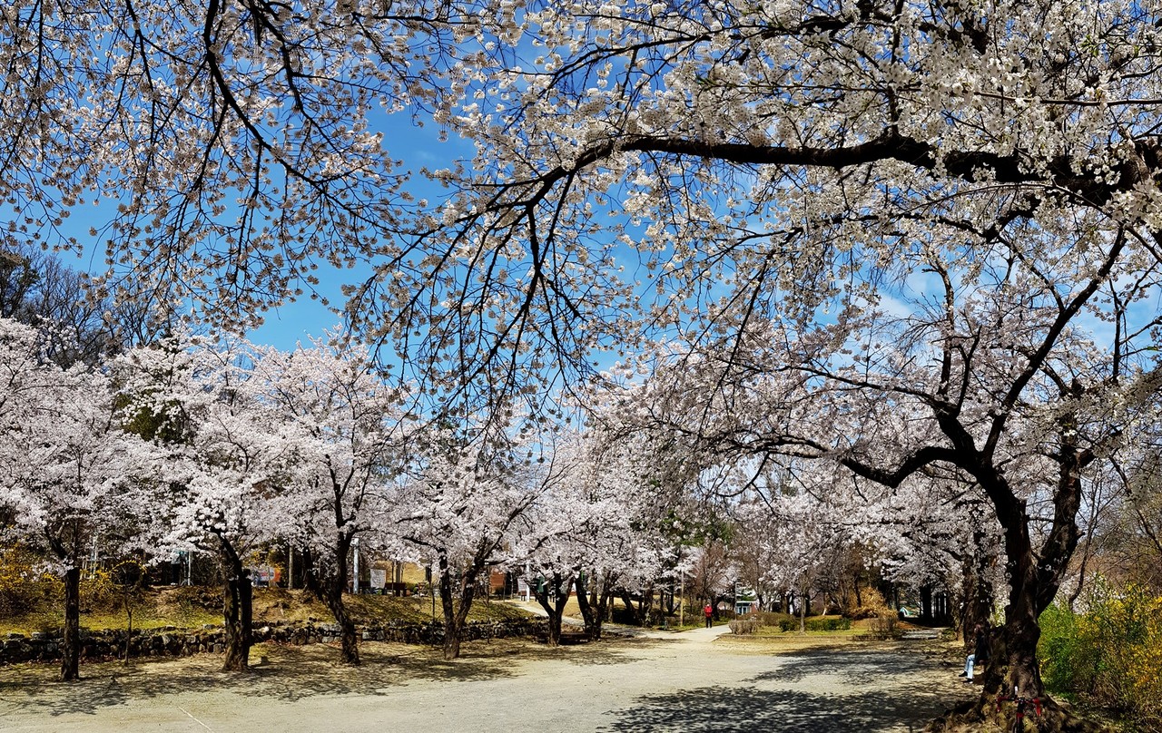 첫 번째 경유지 세천공원. 도심의 벚꽃풍경과 다르다. 가볍지 않고 고풍스럽다.