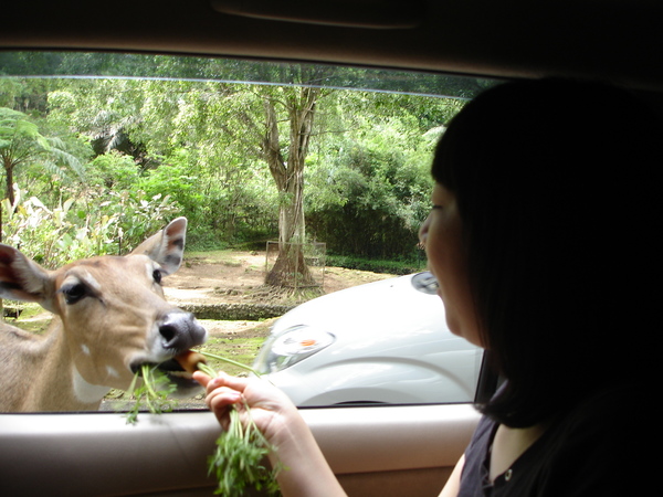 당근 받아 먹는 꽃사슴