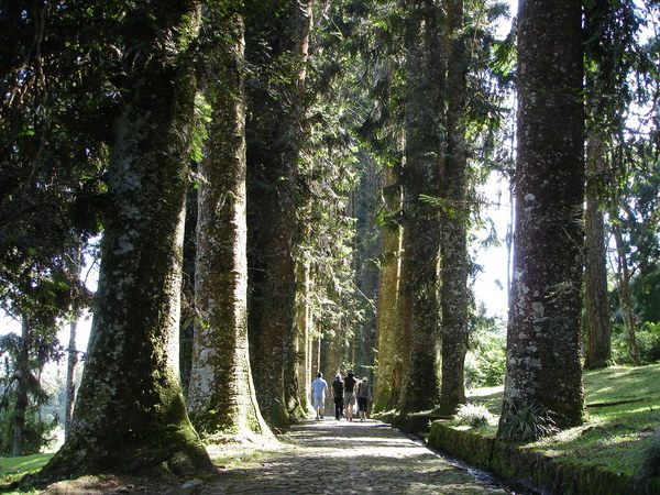 라사말라나무 숲