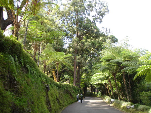 고사리이끼 숲길
