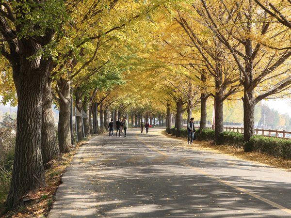 아산 곡교천 은행나무길. 충남도 제공