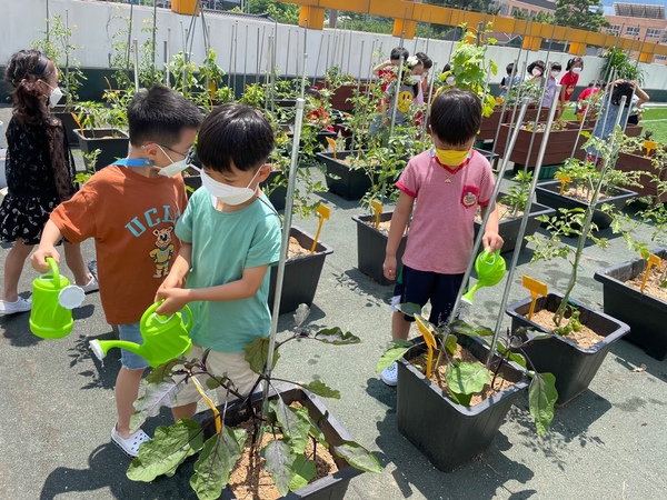 옥상텃밭 모종 물주기 활동 모습.