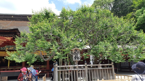 도비우메(매화나무)