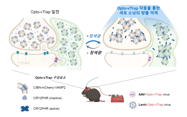 광유전학적 세포소낭 분비 억제 시스템 Opto-vTrap 모식도. IBS 제공