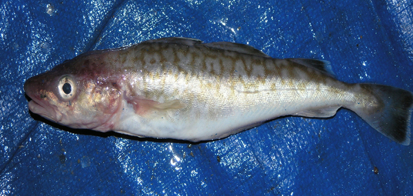 출처=국립생물자원관