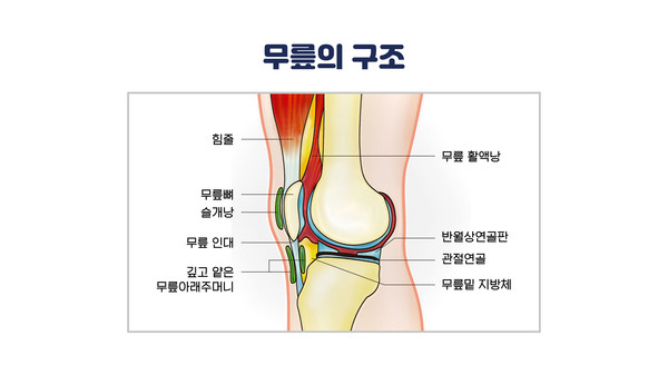 무릎의 구조. 대전우리병원 제공