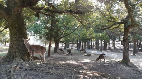 방생하는 사슴들