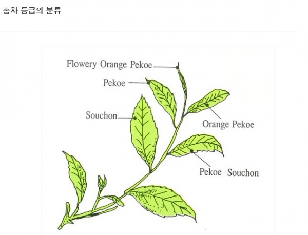 홍차 등급의 분류