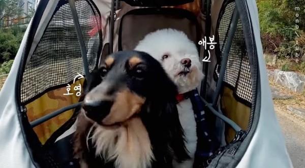 최수영♥정경호, 연애전선 이상無 (사진= '모노튜브' 캡처)