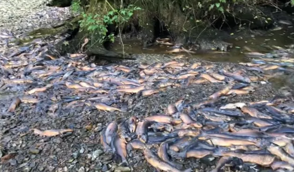 윌리엄 허스티 SNS