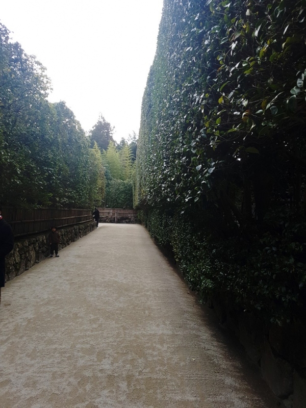 은각사 입구 동백나무숲길