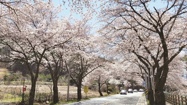 지난해 4월 8일 대청호 벚꽃길 모습.
