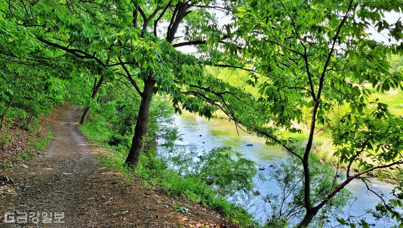 갑천습지길. 금강일보 DB