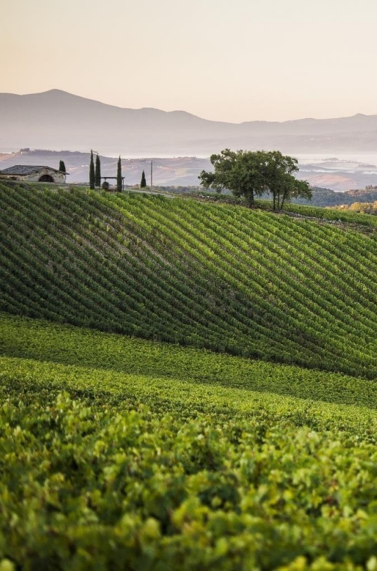 카스텔리냐 포도밭.