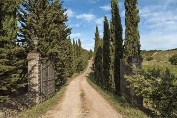 사이프러스 나무