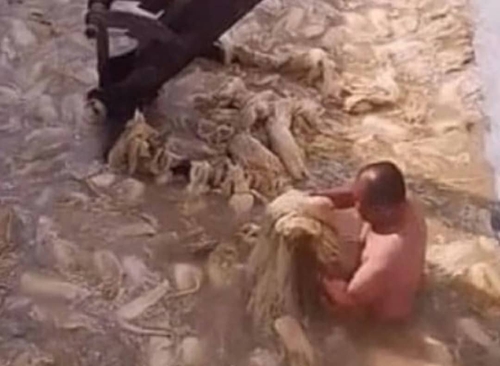 사진 - 2021년 3월 중국의 한 김치 공장에서 한 남성이 알몸으로 배추를 절이는 영상. 웨이보 영상 캡처