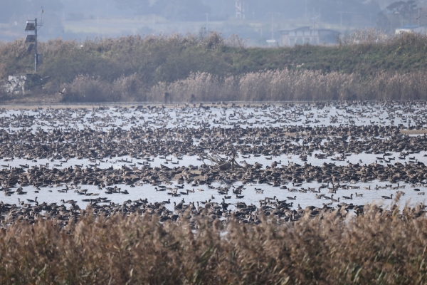 환경운동가 김신환 동물병원장 제공