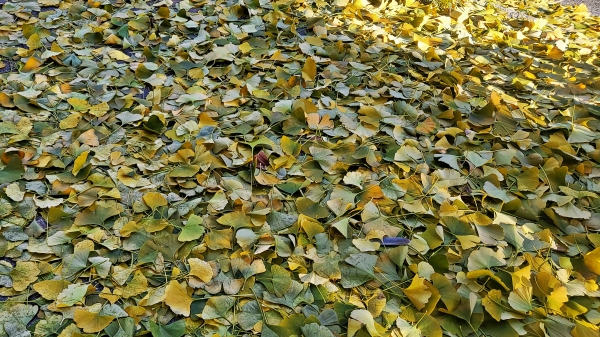 기온이 큰 폭으로 떨어진 11월 말 대전의 한 길목에 초록색의 은행잎이 떨어져있다.