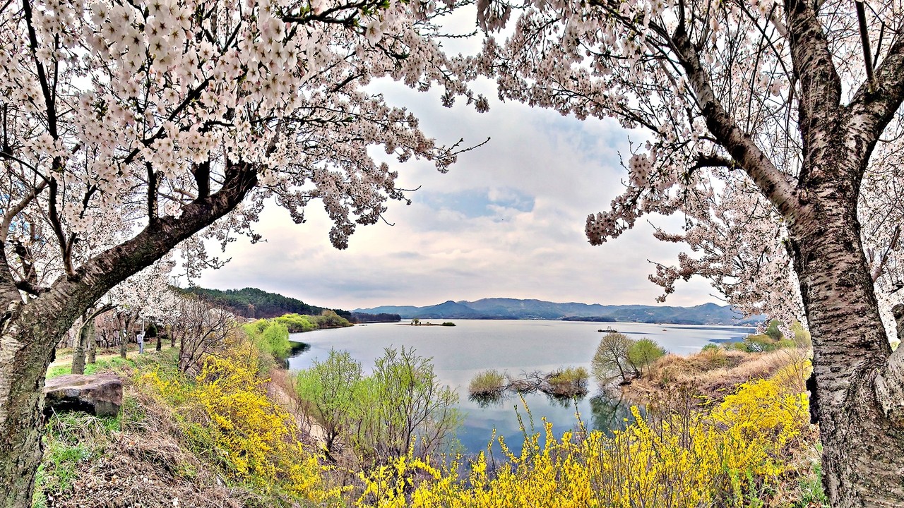 방축골에 가면 봄날의 절정을 만난다. 벚꽃을 비롯한 봄꽃의 화려한 색과 연둣빛이 호수와 어우러져 수채화를 만든다.