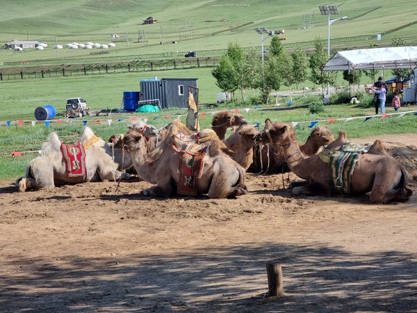 대기중인 낙타떼.