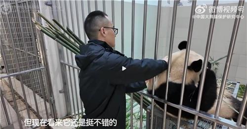 사진= 중국판다보호연구센터 웨이보 캡처