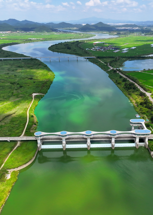 전남 나주시 영산강 죽산보 일대에 녹조가 발생해 있다. 연합뉴스