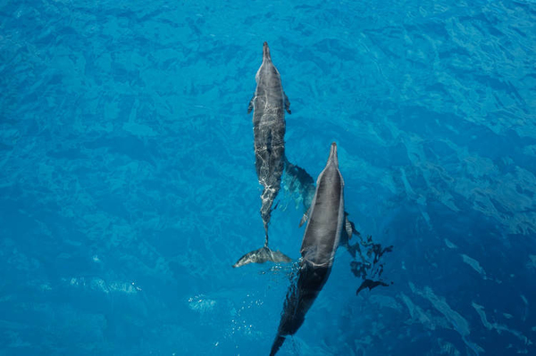 돌핀 투어(괌 관광청)