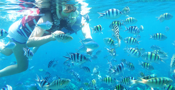 마나가하 열대어