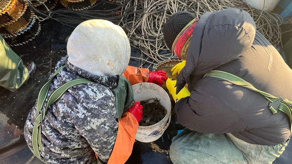 기자(오른쪽)가 직접 미끼를 통발에 넣고 있다.
