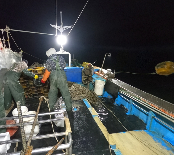 바다로 통발을 던지고 있다.