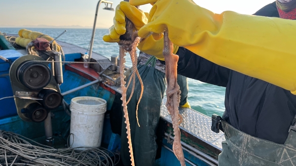 충남 태안군 서해바다에서 잡은 낙지.