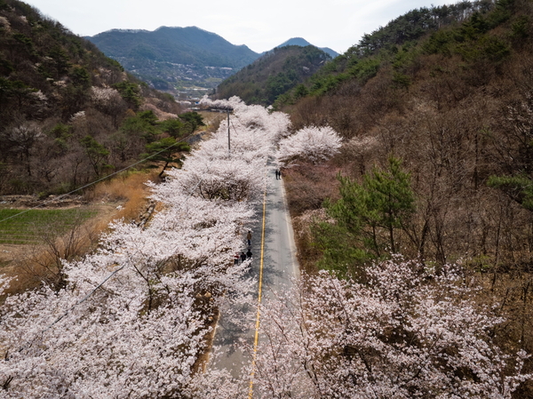 보곡산골 산벚꽃축제 현장. 금산군 제공