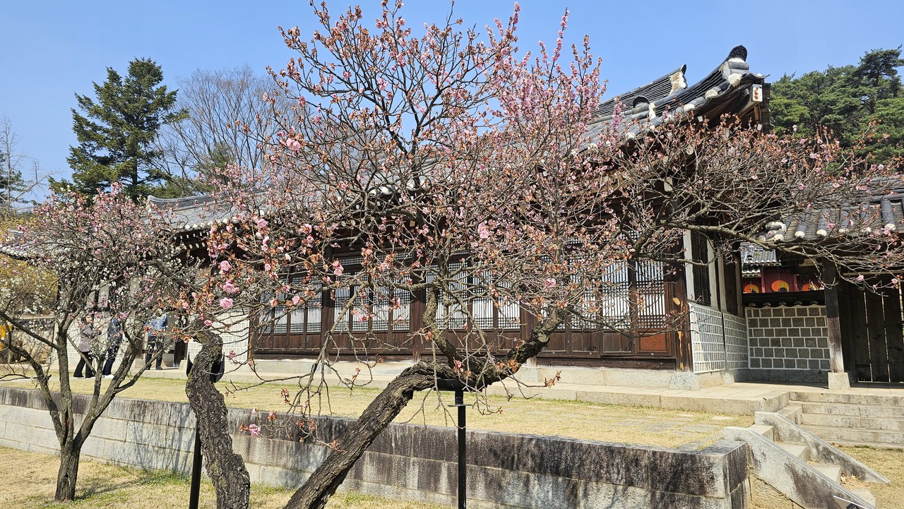 이충무공 고택 앞의 홍매화