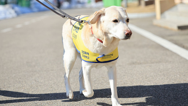 사진= 삼성화재 안내견학교 제공