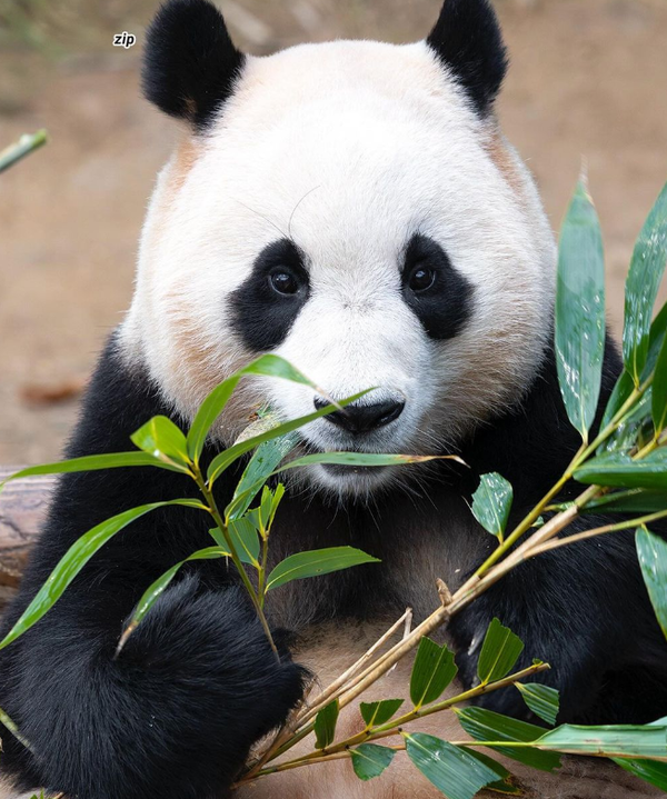 사진= 푸바오 인스타그램 캡쳐