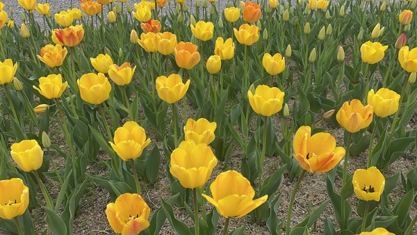 ▲ 지난 19일 아산피나클랜드 수목원 튤립 개화 현황. 조은수 기자