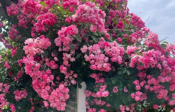 ▲ 노근리 평화 공원에 장미꽃이 피어있다. 조은수 기자